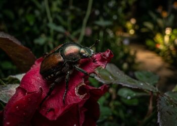 O cultivo estratégico de plantas aromáticas cria uma barreira natural eficiente para proteger botões florais contra pragas noturnas.