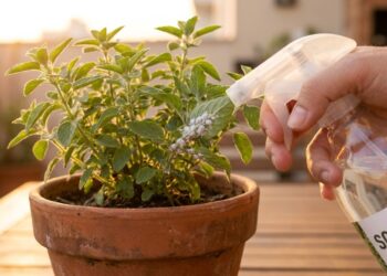 Aplicar o defensivo orgânico no final da tarde evita o efeito de lente solar e protege as folhas contra queimaduras.