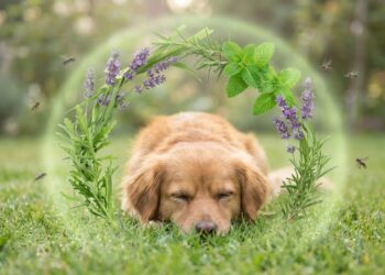 O uso estratégico de plantas aromáticas cria uma barreira natural e segura para a proteção dos pets no quintal.