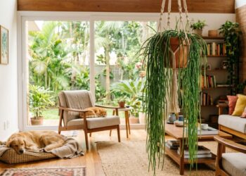 O Cacto-macarrão é a escolha ideal para decorar lares com animais de estimação.