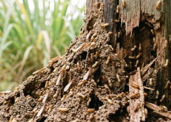 Integrar espécies vegetais com propriedades repelentes ao redor de construções cria um escudo biológico eficiente.