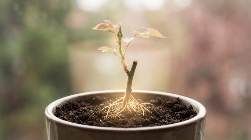 A utilização de adubos orgânicos fortalece o sistema radicular e prepara a planta para um florescimento abundante no jardim.