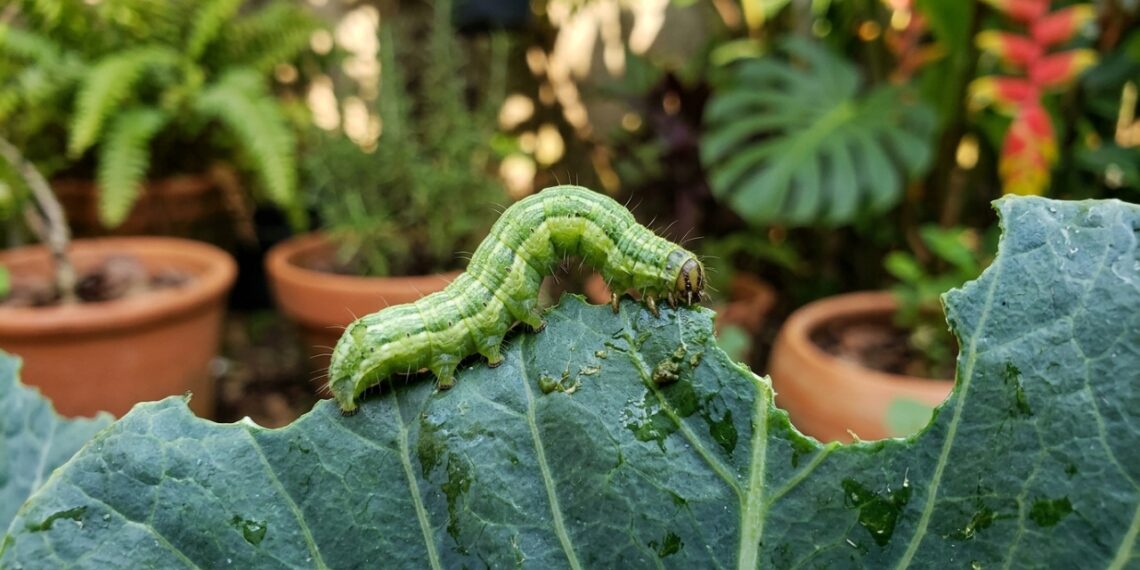 O uso de barreiras aromáticas funciona como um escudo natural para proteger o desenvolvimento das hortaliças.
