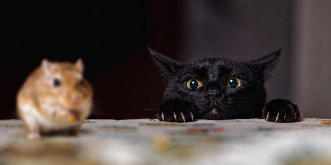 Gato preto com olhos arregalados espiando por cima de uma mesa, focado em um pequeno roedor que está desfocado no primeiro plano.