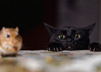 Gato preto com olhos arregalados espiando por cima de uma mesa, focado em um pequeno roedor que está desfocado no primeiro plano.