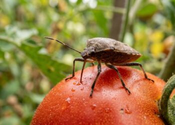 O plantio consorciado utiliza espécies aromáticas para criar uma barreira natural contra o percevejo marrom.