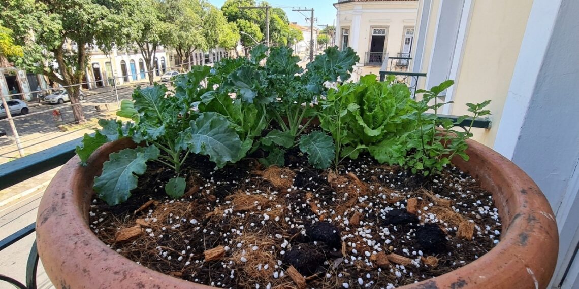 O preparo técnico do substrato garante o desenvolvimento acelerado e vigoroso das raízes em vasos.