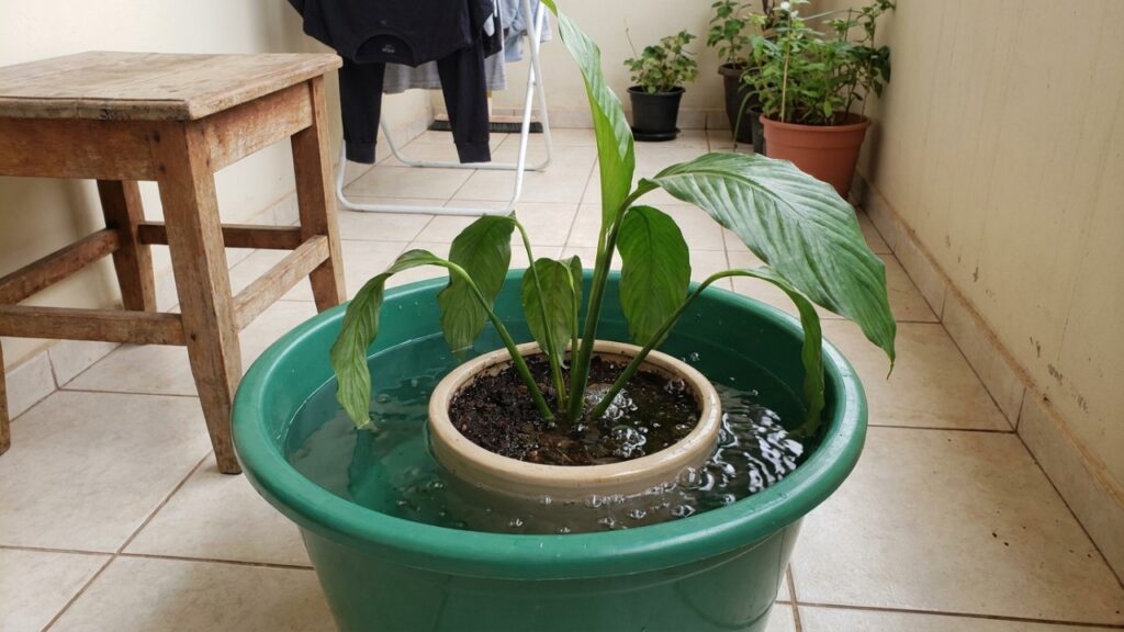 O lírio-da-paz não faz birra à toa: folhas caídas entregam exatamente o que ele está pedindo