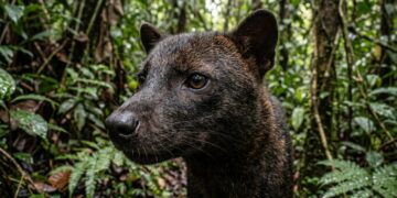 O misterioso “cachorro fantasma” da Amazônia escondia um segredo que deixou cientistas intrigados