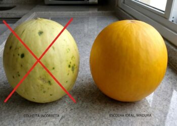 Claro ou escuro? O detalhe simples que ajuda a escolher melhor frutas, queijos e outros alimentos
