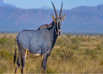 Uma empresa de biotecnologia quer ressuscitar o antílope-azul usando células editadas, e a conservação ambiental pode nunca mais ser a mesma