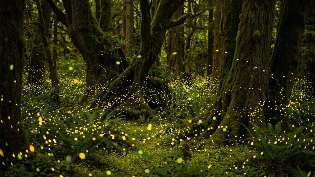 Milhares de vagalumes piscam simultaneamente após o anoitecer. Esse espetáculo natural ocorre anualmente no Parque Great Smoky Mountains.