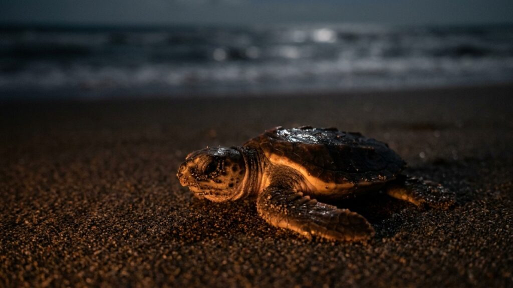 Cidade Costeira Troca Luzes Brancas Por Lâmpadas Âmbar Para Salvar Tartarugas Recém-Nascidas