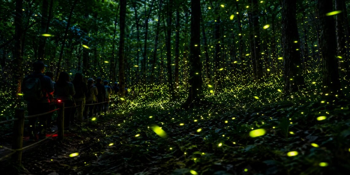Milhares de vagalumes piscam simultaneamente após o anoitecer. Esse espetáculo natural ocorre anualmente no Parque Great Smoky Mountains.