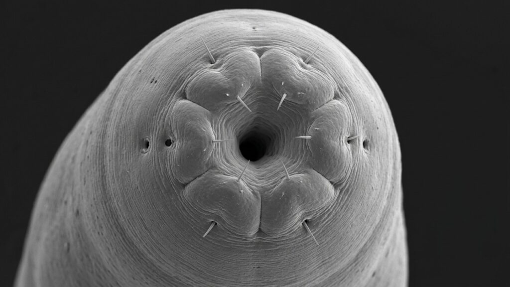 Cientistas encontram uma criatura misteriosa vivendo no Grande Lago Salgado, e ela não existe em nenhum outro lugar da Terra