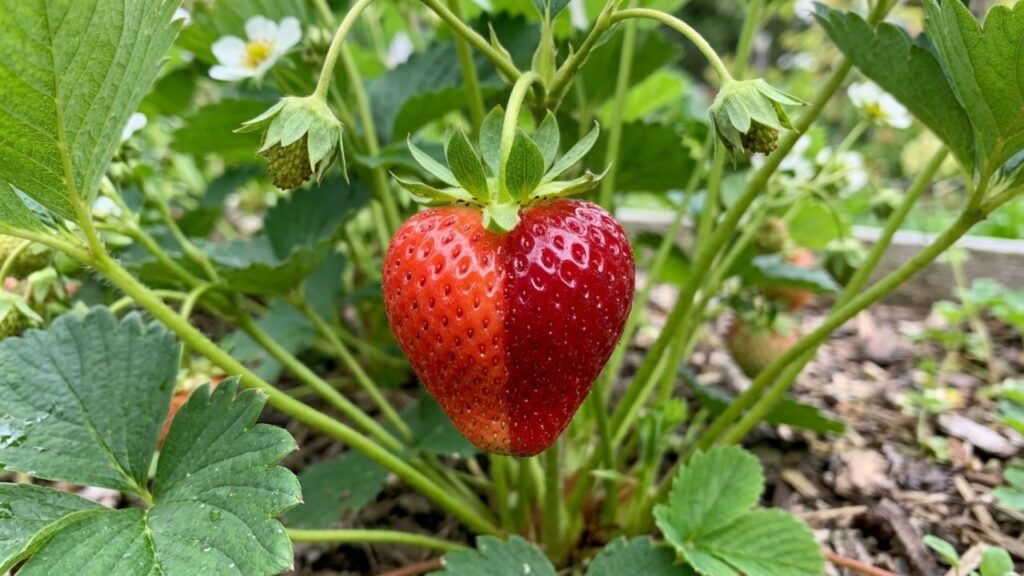 Esse ajuste genético transforma morangos em uma superfruta mais saudável e saborosa