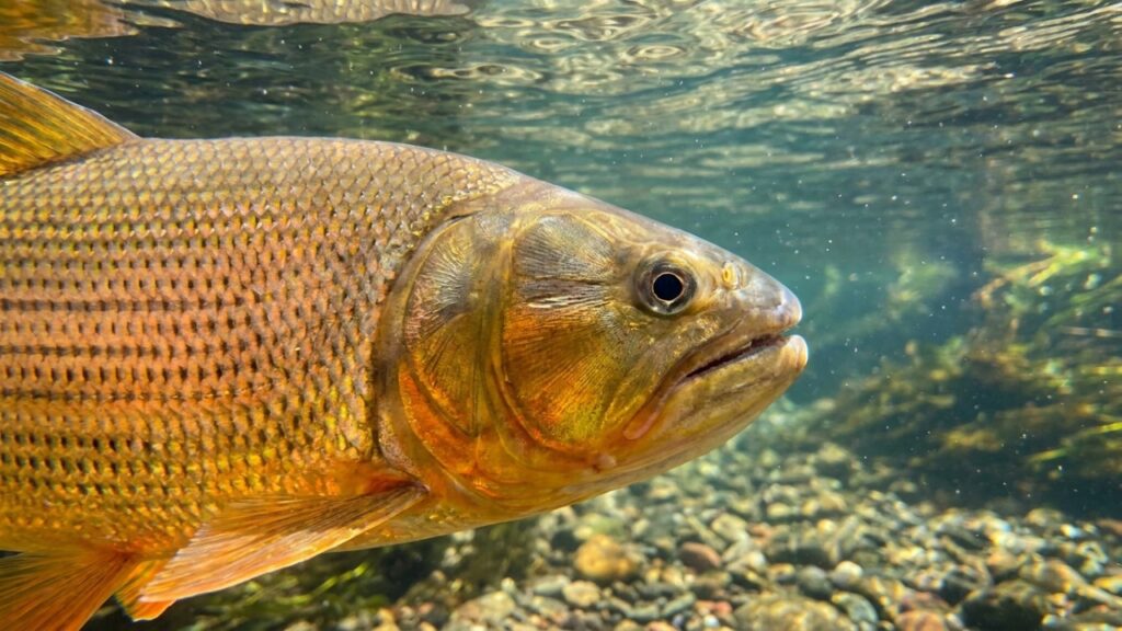 O peixe dourado brasileiro que sobe rios contra a correnteza por mais de 600 quilômetros só para se reproduzir