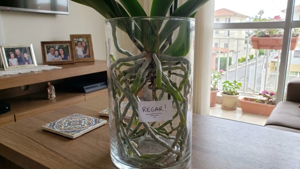 A orquídea não precisa de mimo demais: o pulo do gato está na rega sem água parada