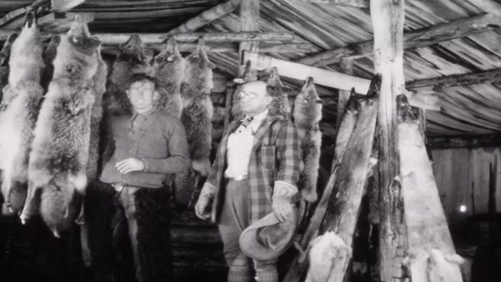 Em janeiro de 1995, quatorze lobos foram trazidos do Canadá em caixas de madeira e soltos no Parque Nacional para substituir a população dizimada em 1926