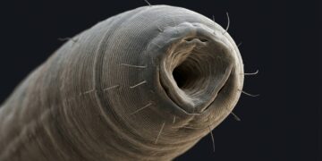 Cientistas encontram uma criatura misteriosa vivendo no Grande Lago Salgado, e ela não existe em nenhum outro lugar da Terra