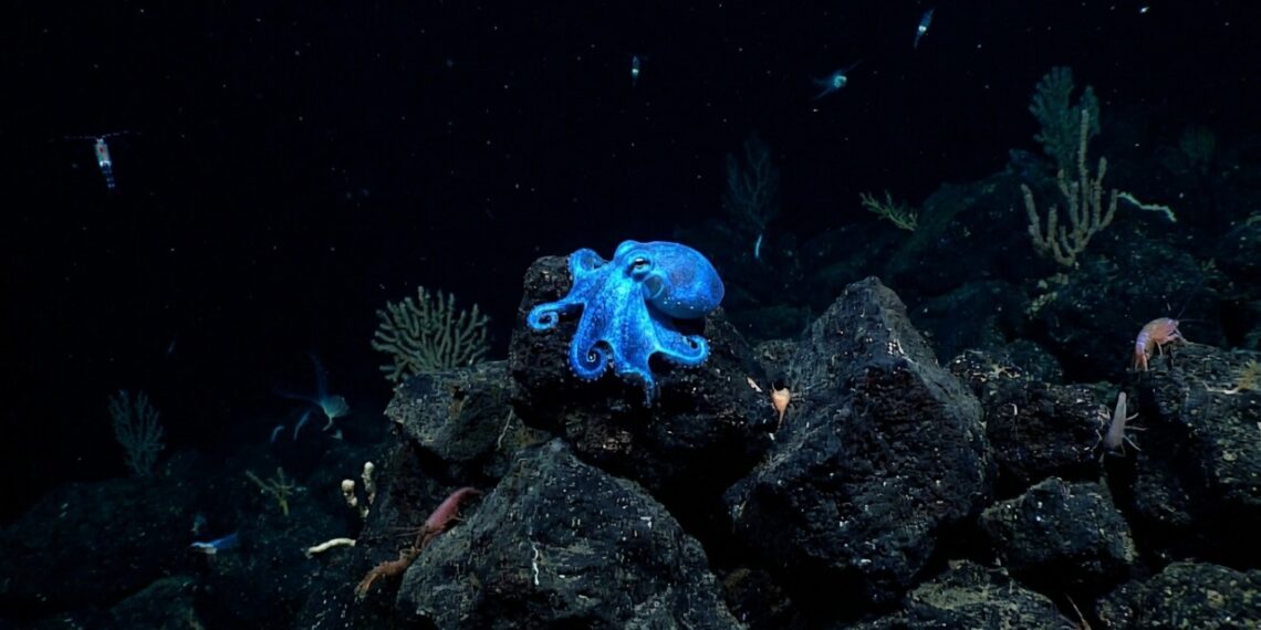 Minúsculo polvo azul-brilhante encontrado em Galápagos é totalmente novo para a ciência