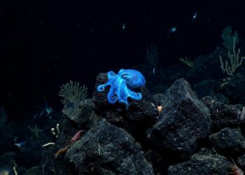 Minúsculo polvo azul-brilhante encontrado em Galápagos é totalmente novo para a ciência