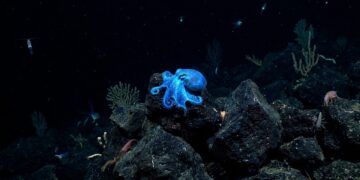Minúsculo polvo azul-brilhante encontrado em Galápagos é totalmente novo para a ciência