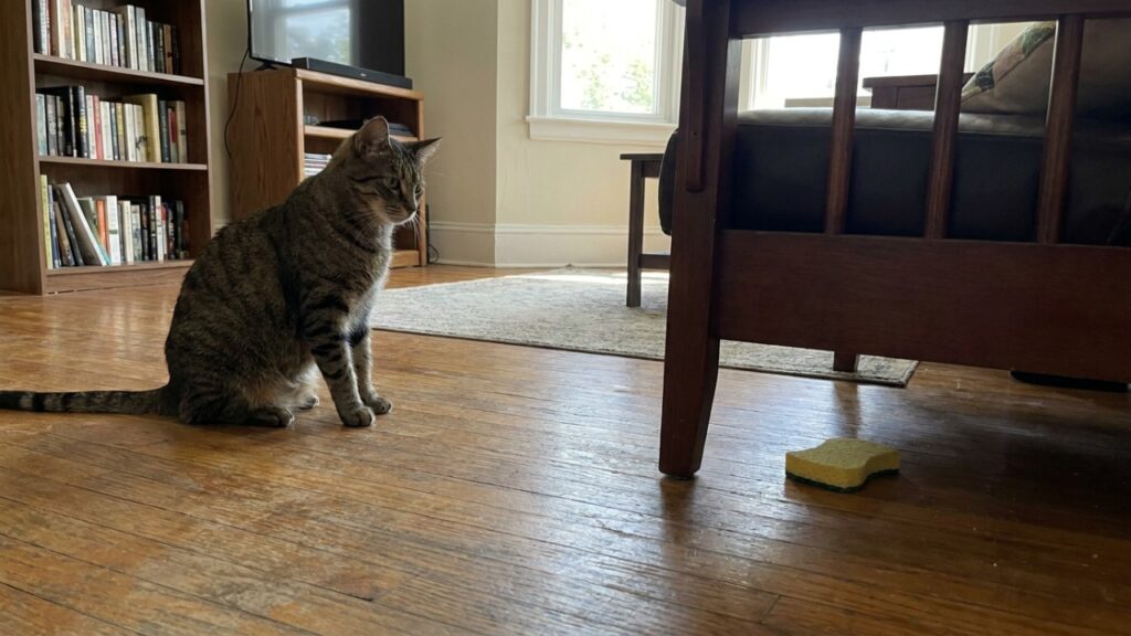 Cientistas comparam cães, gatos e crianças pequenas: novo estudo revela qual deles corre para te ajudar