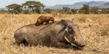 O código secreto usado por animais de espécies diferentes para sobreviver juntos na natureza