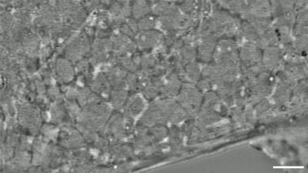 Microscópio revolucionário de Stanford revela células vivas em detalhes impressionantes