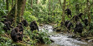 A maior comunidade de chimpanzés selvagens já conhecida se divide após décadas unida e intriga cientistas