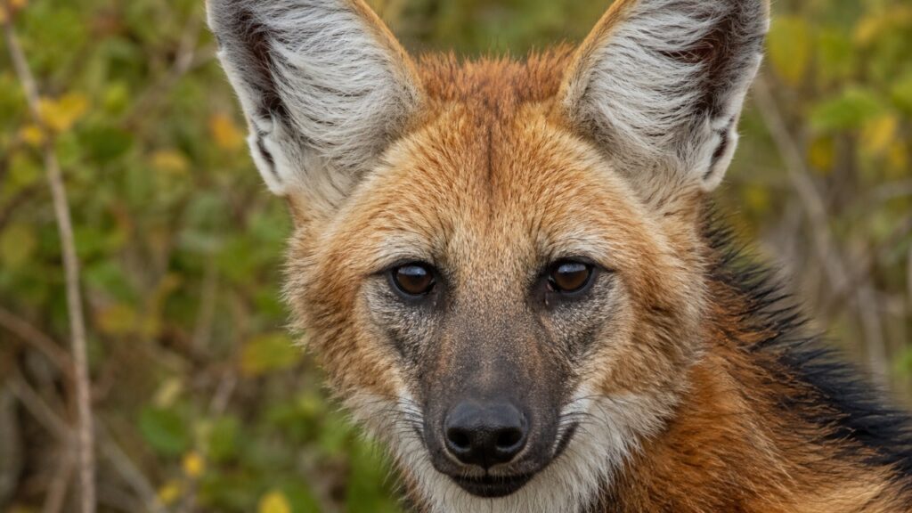 O lobo-guará brasileiro que come fruta do Cerrado e ajuda a espalhar sementes sem perceber