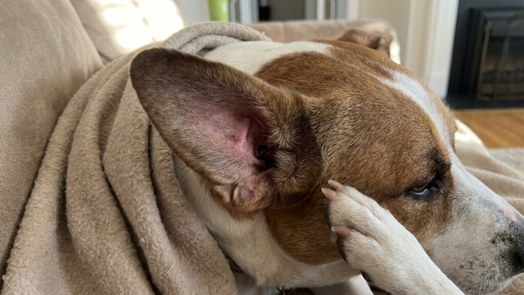 O gesto fofo que os pets fazem é, na verdade, uma estratégia esperta de sobrevivência