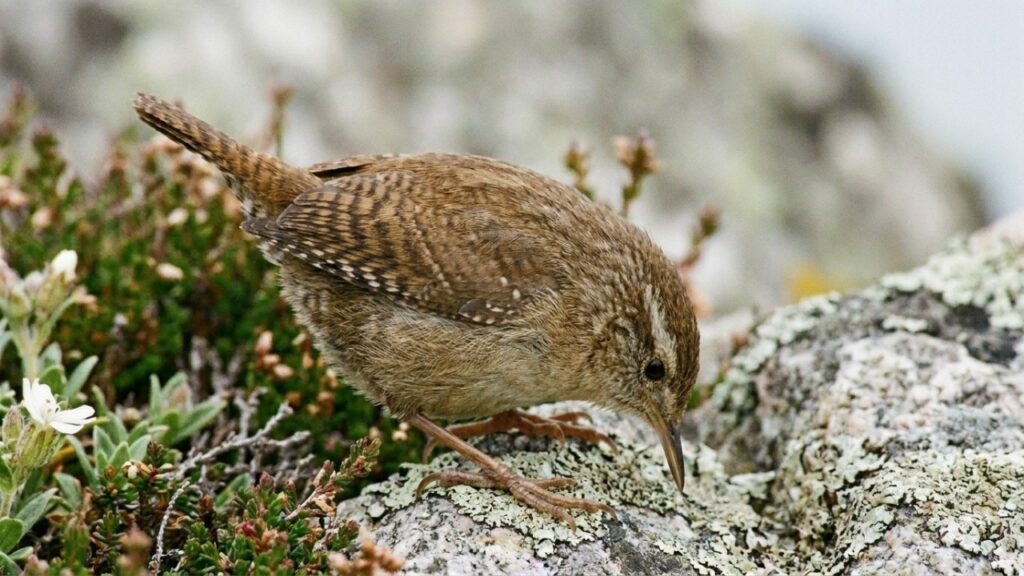 Essas aves minúsculas viraram gigantes em ilhas escocesas isoladas