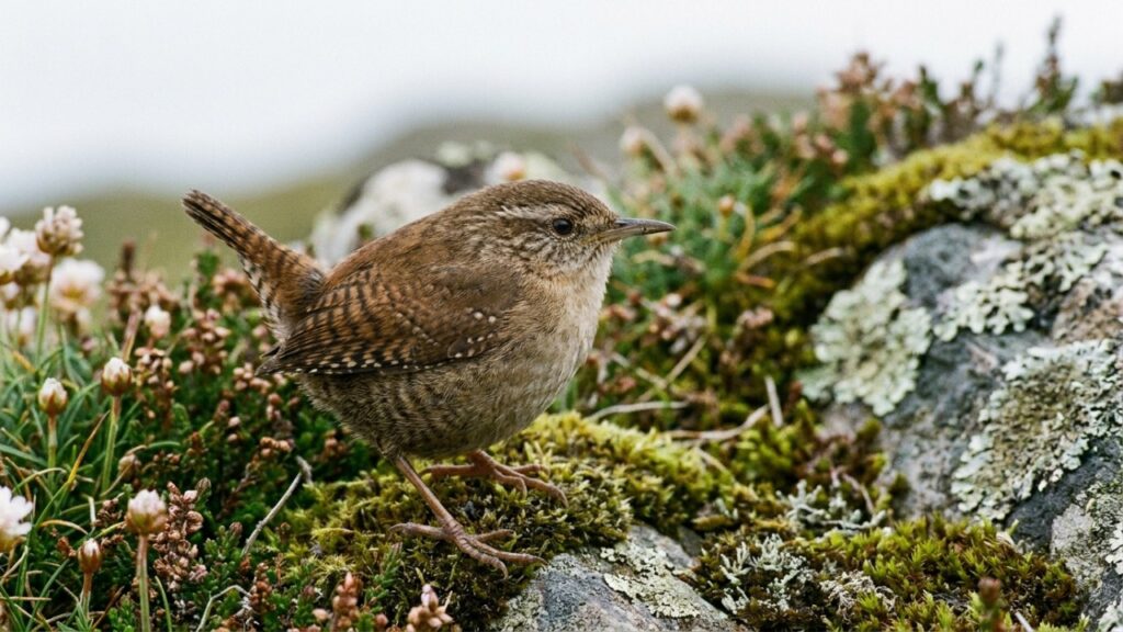 Essas aves minúsculas viraram gigantes em ilhas escocesas isoladas