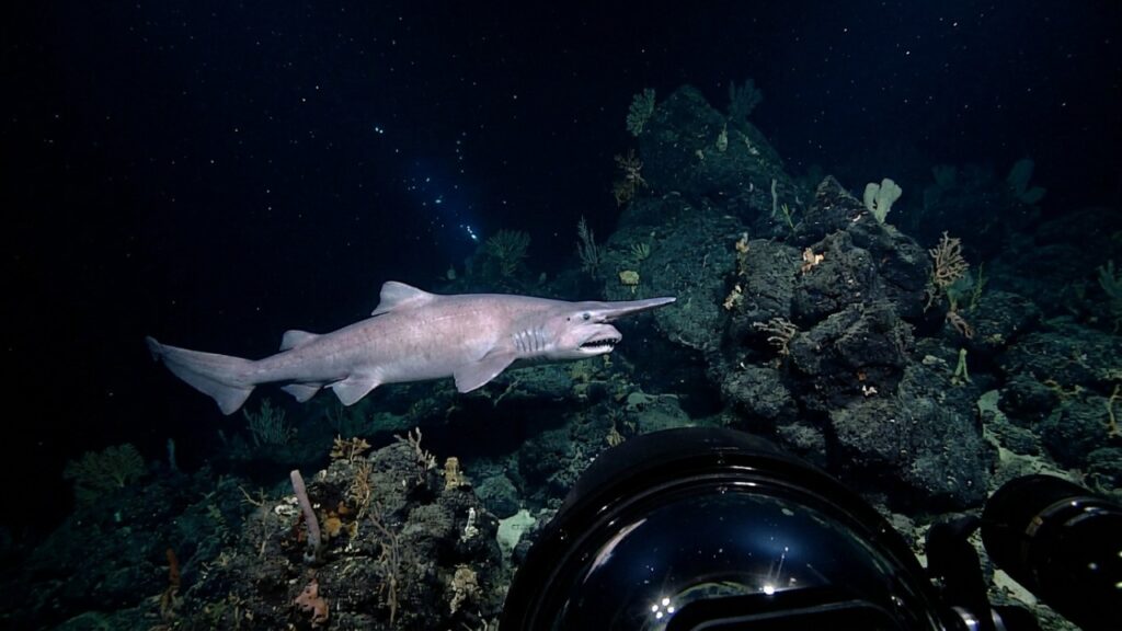 Tubarão-duende raríssimo é flagrado vivo pela primeira vez em seu habitat natural e intriga cientistas