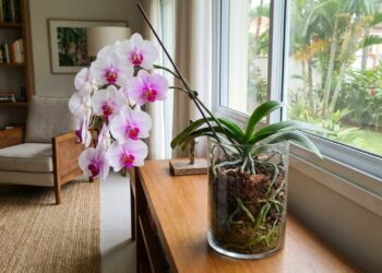 A orquídea não precisa de mimo demais: o pulo do gato está na rega sem água parada