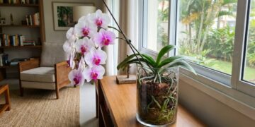 A orquídea não precisa de mimo demais: o pulo do gato está na rega sem água parada