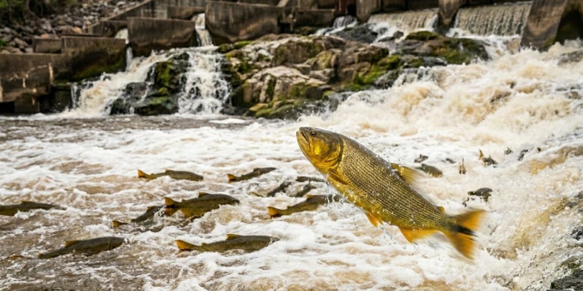 O peixe dourado brasileiro que sobe rios contra a correnteza por mais de 600 quilômetros só para se reproduzir