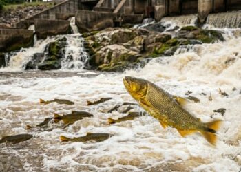 O peixe dourado brasileiro que sobe rios contra a correnteza por mais de 600 quilômetros só para se reproduzir