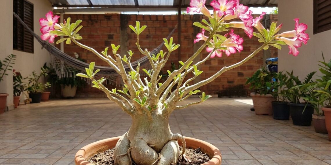 A rosa-do-deserto floresce mais quando a poda deixa de dar medo