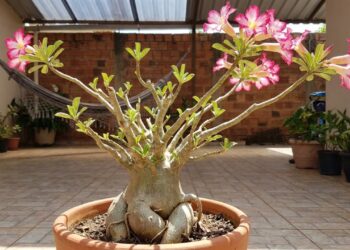 A rosa-do-deserto floresce mais quando a poda deixa de dar medo