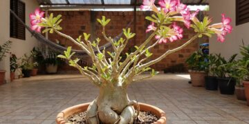 A rosa-do-deserto floresce mais quando a poda deixa de dar medo