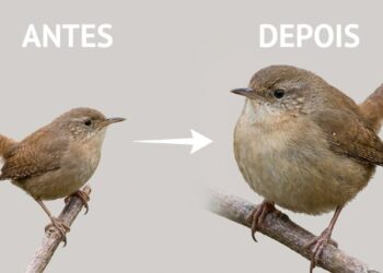 Essas aves minúsculas viraram gigantes em ilhas escocesas isoladas