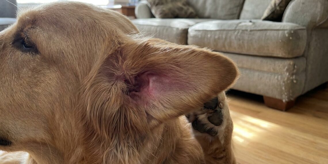O gesto fofo que os pets fazem é, na verdade, uma estratégia esperta de sobrevivência