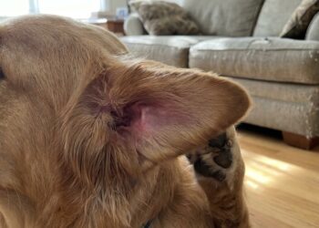 O gesto fofo que os pets fazem é, na verdade, uma estratégia esperta de sobrevivência