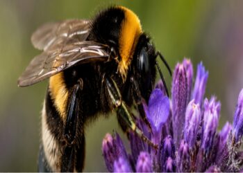 Bactéria de abelhas pode corrigir o principal defeito do leite vegetal