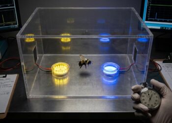 Cientistas chocados: espécie de inseto supera teste considerado impossível para a categoria