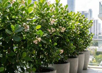 6 folhagens altas onde as raízes ficam rasas e fáceis de controlar, perfeitas para criar barreiras verdes perto da varanda