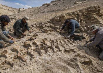 Dinossauro estranho de 20 metros é descoberto na Argentina e surpreende cientistas